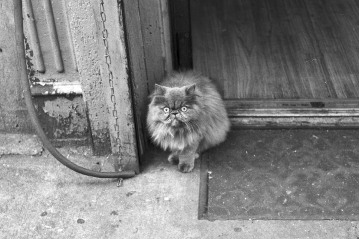 fluffy cat on stoop